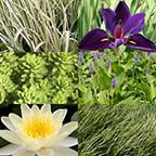 5x5 Hardy with Partial Shade Pond Plant Starter Pack