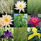 8 x 10 Hardy with Sun Pond Plant Variety Pack