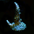  Aquacultured Turquoise Acropora Coral