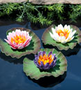 TetraPond Decorative Floating Water Lilies