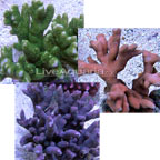 Montipora Coral, Branched 