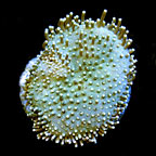 ORA® Aquacultured Sarcophyton Toadstool Leather Coral