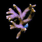 ORA® Aquacultured German Blue Polyp Montipora Coral