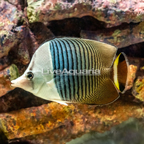 White Faced Butterflyfish