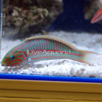 Klunzinger's Wrasse