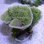 Leaf Plate Montipora Coral