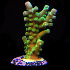 ORA® Aquacultured Frogskin Acropora Coral