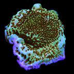ORA® Aquacultured Mind Trick Montipora Coral