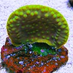 ORA® Aquacultured Scroll Coral