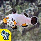  Captive-Bred Platinum Percula Clownfish