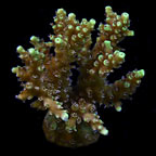 ORA® Aquacultured Yellow Marshall Island Fuzzy Acropora Coral