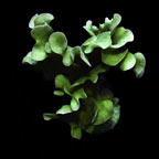 ORA® Aquacultured Mint Pavona Coral