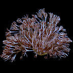  Aquacultured Silver Xenia Coral