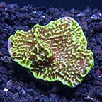 ORA® Aquacultured Confusa Montipora Coral