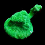 ORA® Aquacultured Kelly Green Psammacora Coral
