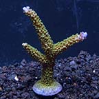 ORA® Aquacultured Stuber Acropora Coral