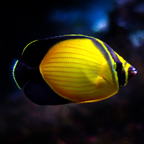 Arabian Butterflyfish