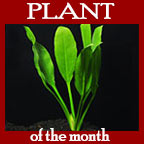 Amazon Sword Plant
