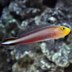 Double Striped Dottyback
