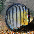Green Discus, Wild (Tefe)