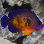 ORA® Captive-Bred Coral Beauty Angelfish