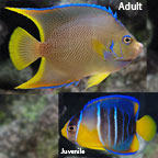 Blue Angelfish