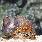 Turbo Snail 