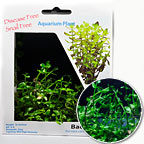 Bacopa Plant - Tissue Cultured