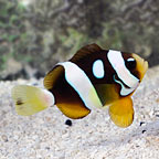 Galaxy Clarkii Clownfish, Captive-Bred