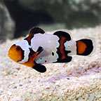 Black Ice Clownfish, Captive-Bred