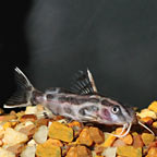 Synodontis Flavitaeniatus Catfish