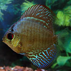 Ocean Green Discus
