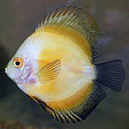 Discus Fish for Sale: Tropical Discus and Freshwater Discus Species
