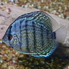 Neon Blue Discus