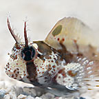 Horned Blenny