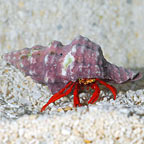 Scarlet Reef Hermit Crab