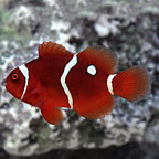 Captive-Bred Gold Dot Maroon Clownfish