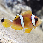 ORA® Captive-Bred Red Sea Two band Clownfish