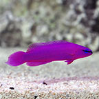 ORA® Captive-Bred Orchid Dottyback