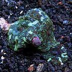 Assorted Tongan Beginner Coral 3 Pack