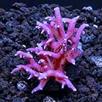  Aquacultured Pink Birdsnest Coral