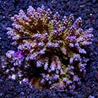 Assorted Aussie Acropora Coral 3 Pack