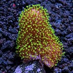 Soft Coral 3 Pack, Maricultured