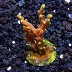 Neon Green Polyp Acropora Coral, Aquacultured 