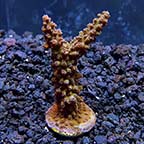 ORA® Aquacultured Micronesian Red Tip Green Acropora Coral