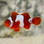 ORA® Captive-Bred Lightning Maroon Clownfish