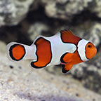 Fancy Ocellaris Clownfish, Captive-Bred ORA®