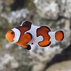 ORA® Captive-Bred Gladiator Clownfish