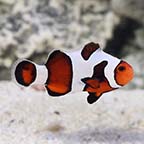 ORA® Captive-Bred Mocha Gladiator Clownfish