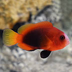 Cinnamon Clownfish, Captive-Bred, ORA®
